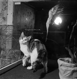 Escapes Prints: National Cage Bird Exhibition 1958 at Olympia A budgie escapes from the cage