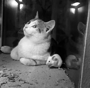 Mouse Prints: National Cage Bird Exhibition 1958 at Olympia This cat is more than happy to sit