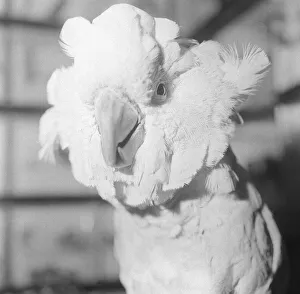 National Cage Bird Exhibition 1969 The 26th National Exhibition of Cage