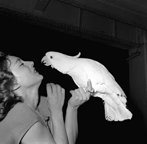 Cockatoo Prints: National Cage Bird Exhibition December 1959 Actress Margot Evans with Cocky