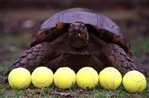 Balls Prints: National Lottery Winston giant tortoise Glasgow Zoo used to select numbers 6 tennis balls