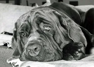 Emotions Prints: Neopolitan mastiff dog Edward G robinson at his owners home in Bushey Hertfordshire
