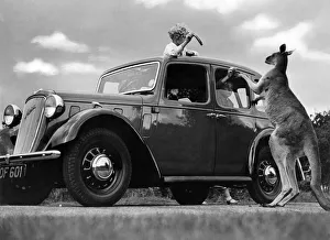 Marsupial Prints: A new Austin Custom Ten Saloon at Whipsnade Zoo is approached by a Kangaroo