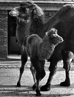 Images Dated 9th February 1972: A New Baby Bactrian Camel at London Zoo: Maggie the baby camel, and the mother