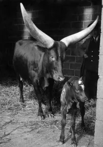 Horns Prints: A new baby at Whipsnade is an Ankole calf. Mother probably has the largest horns to carry