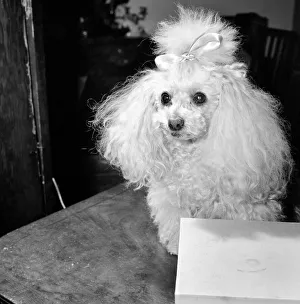 00075 Prints: The new contraceptive pill - flavoured with yeast to make it easier for pets to take