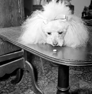 The new contraceptive pill - flavoured with yeast to make it easier for pets to take