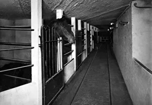 Ponies Prints: Some of the new loose horse-boxes at the Bomarsund Pit of the Bedlington Coal Company
