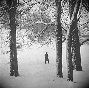 Trees Prints: A new year eve walk in Stoke Park, Bristol carpeted in snow. 31st December 1961
