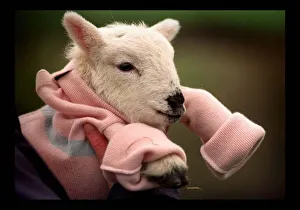 Sweater Prints: Newly born Lamb Claudia with the new woollen jumper March 1998
