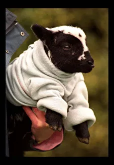 Newly born Lamb Naomi with the new woollen jumper March 1998