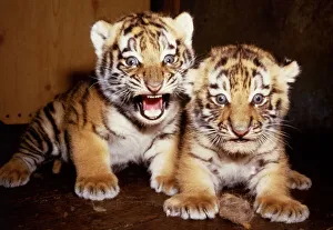 Newly born twin tiger cubs born to Hattie at marwell Zoo June 1985