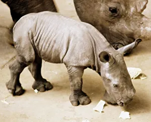 A newly born white rhino at Blackpool Zoo named Nykasi pictured with its mother Mopane