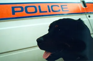 00073 Prints: Newly trained police dog Ben, a 15 month old rottweiler