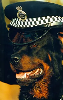 Newly trained police dog Ben, a 15 month old rottweiler