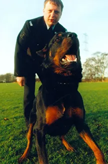 Newly trained police dog Ben, a 15 month old rottweiler with handler police officer Paul