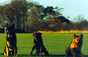 Newly trained police dog Ben, a 15 month old rottweiler poses with other new recruits