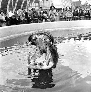 00042 Prints: Nicholas the hippo at Belle Vue Zoo in Manchester is fed with a cake brought for him by