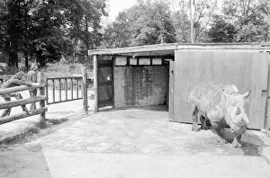 Images Dated 7th August 1978: Nicole the 3 ton rhino waiting to have her horn removed with a saw at Longleat Safari