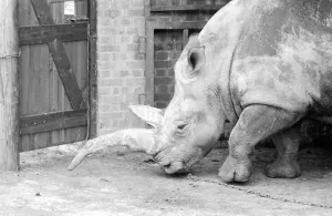 Nicole the 3 ton rhino waiting to have her horn removed with a saw at Longleat Safari