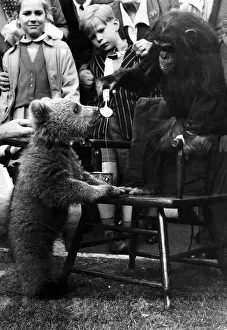 Monkeys Prints: Nikki, a Russian bear cub presented to Princess Anne by Marshal Bulgamin