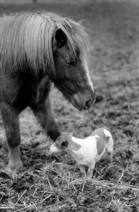 Pony Prints: Nipper a kennel bred working terrier like all other dogs feels the cold these
