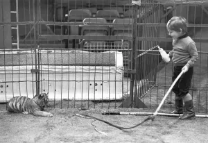 Nippers tiger cup seems more interested in the whip to playi with than frightened of