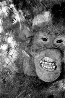 Njonja and Tuan, Chessington Zoo, five year old orangutans provide quite a comedy act for
