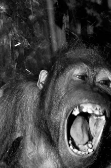 Njonja and Tuan, Chessington Zoo, five year old orangutans provide quite a comedy act for