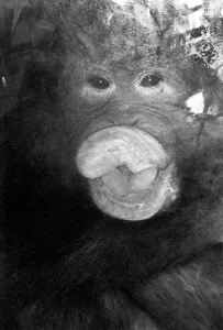 Njonja and Tuan, Chessington Zoo, five year old orangutans provide quite a comedy act for