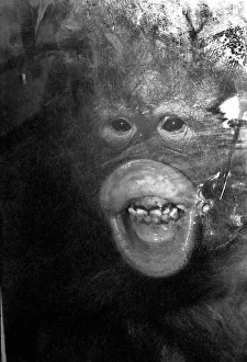 Njonja and Tuan, Chessington Zoo, five year old orangutans provide quite a comedy act for