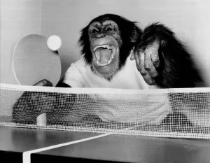 Noddy, the 4-year-old female Chimp very much enjoys a match of table tennis