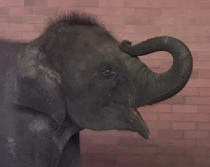 Core5 Prints: Noorjahan the baby elephant aged two and a half seen here at Twycross Zoo