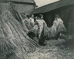 Reeds Prints: Norfolk Girls preparing rushes for basket and matt weaving August 1934