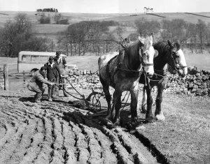 Norman Fox, bus driver teaches boys farming at Faestone, Bellingham, Northumberland