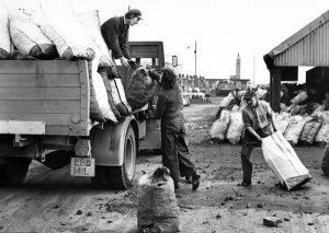 North East coal company men load up a wagon with coal and coke in their yard next to