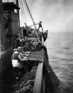 North East Coast Trawlermen heave up the fishing net in the North Sea