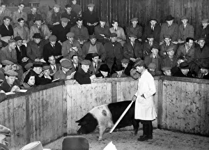 The North of England Pedigree Pig Breeders Association spring pig show at Gateshead