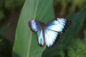 Bright Prints: Northern Irish Butterfly Enthusiast Patrick Forde July 1999 One of Patrick