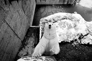 Bear Prints: Nosey polar bear at London Zoo December 1970 A©Mirrorpix