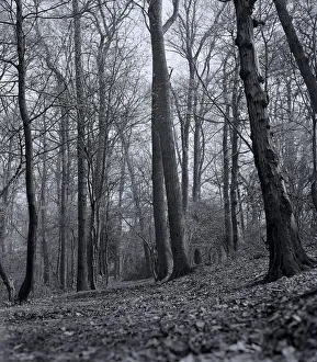 Forest Prints: Oakhill Park East Barnet Woods outside plantlife Plants