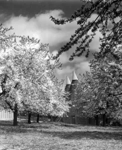 Hops Prints: Oast houses surrounded by trees with cherry blossom in the Kent countryside Circa