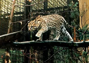 Ocelot at Glasgow zoo endangered species wild cat circa 1994