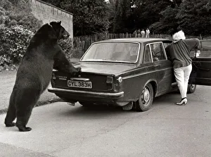 Bear Prints: Odin, the 6. 5 foot Canadian black bear who pushes his owners old car