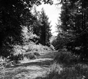 00683 Prints: Offas Dyke is a large linear earthwork that roughly follows the current border