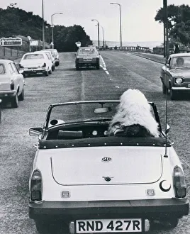 Old English sheep dog dog at steering wheel driving sports car MG Sports car