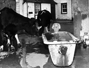 Cattle Prints: Old People - Farmer Lister Symondson enjoys his early morning cold bath as the cows look