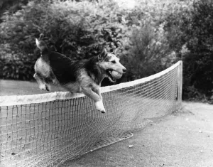 Old soldier Rats'the dog who leapt to fame in Northern Ireland when he served