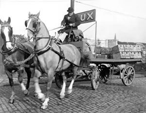 The oldest driver of a team of dray horses for a Sunderland Brewery, is Mr