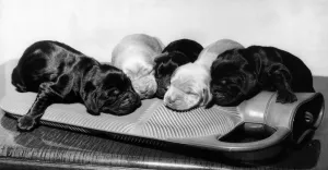 One-day-old Cocker Spaniel puppies share a hot water bottle while mum is off on a stroll